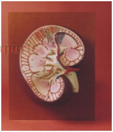 HUMAN KIDNEY L.S. 3 TIMES FULL- SIZE